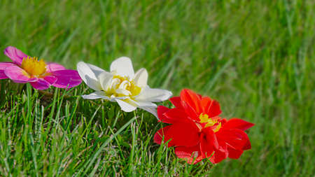 The flowers are white and red. purple on the green grass. Summer, spring background. Summer dahlia flowers. Blooming, flowering plants. Close-up.の写真素材