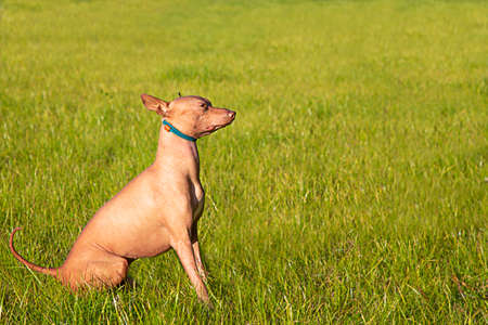 Xoloitzcuintli dog sits sideways on a background of green grass. A pet in nature. The dog is sitting on the lawn. Spring, summer time.の写真素材