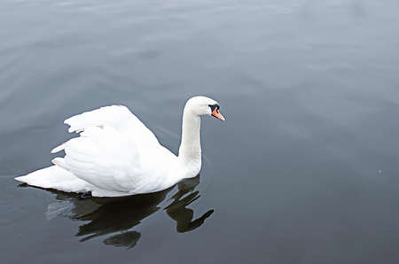 The sibilant swan is swimming in a pond. close-up. A white swan in a pond. side view. A hisser in the water. A graceful wild bird in the wild.の写真素材