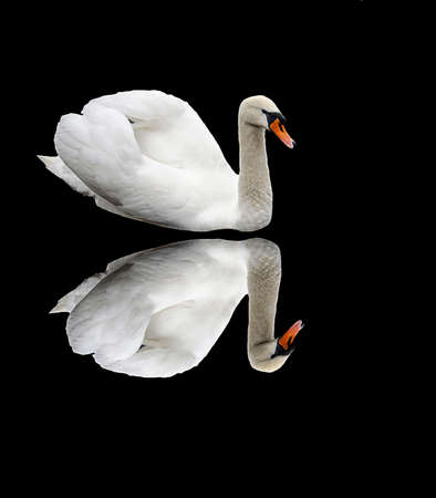 A white swan with a reflection on a black background. A sibilant swan on a dark background. Wild, migratory bird Isolate.の写真素材