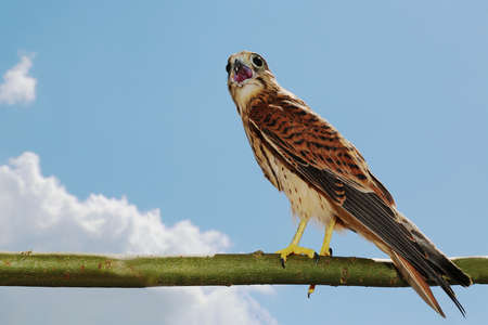 A falcon sits on a tree branch against the sky. portrait. A bird of prey screams. The kestrel has an open beak. wildlife. side view.の写真素材