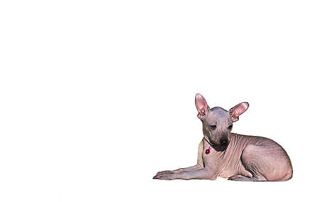 The puppy lies and looks away. A small dog without fur on a white background. isolate. A pet. Mexican Hairless Dog. Xoloitzcuintle.の写真素材