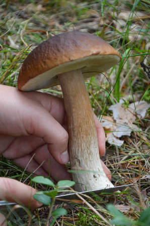 A man cuts a mushroom with a knife in the forest. A person collects mushrooms in the summer.の写真素材