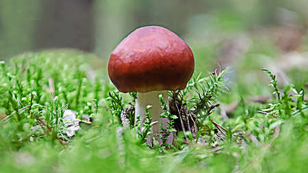 A growing mushroom in nature. Russule. Mushroom with a red hat on a background of green moss, in the forest. Close-up.の写真素材