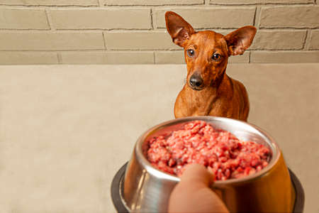 The owners hand holds a bowl of meat in front of the dogs muzzle. Feeding a pet. Taking care of an animal. Natural food for the dog.の写真素材