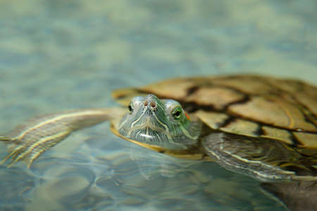 Domestic turtle close-up. A domestic red-eared turtle in an aquarium. The red-eared slider peeking its head out from the water surface .の写真素材
