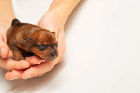 A very small newborn, brown puppy in the palm of your hand. Love. Pets and taking care of them.の写真素材