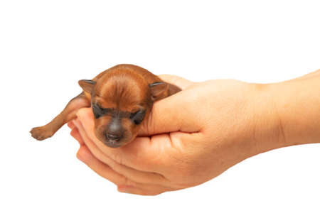 A newborn puppy is lying in the arms of a man. A sleeping puppy. Close-up. Isolate.の写真素材