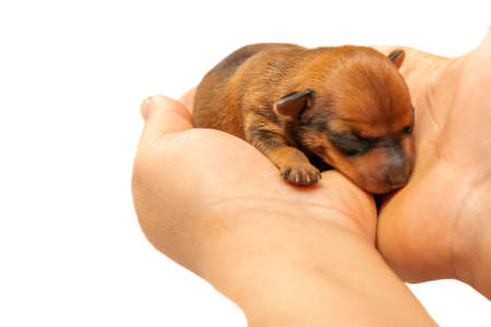 A blind puppy is lying on the palms of a man. The newborn puppy is sleeping. Isolate. Close-up.の写真素材