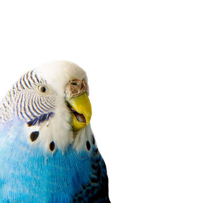 Portrait. A sick bird. The muzzle of a budgie on a white background. The pet is unhealthy. Isolate. Bird malaise. Diseases of parrotsの写真素材