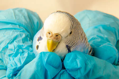 The sick face of a budgie. A parrot in the hands of a veterinarian. Diseases of birds. The pet got sick.の写真素材