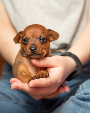 Portrait of a cute puppy in the hands of a girl. A pet. A little dog. Mini pinscher.の写真素材