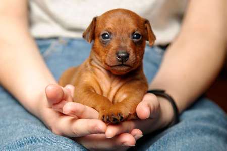 Mini pinscher. Portrait of a cute puppy in the hands of a girl. A pet. A little dog.の写真素材