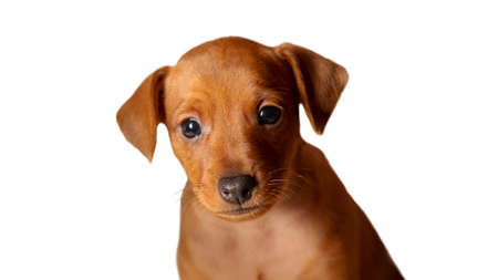 Portrait of a puppy on a white background. Muzzle, eyes, hanging ears of a small dog. Isolate. Mini...