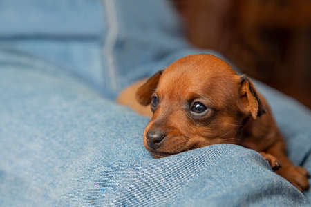 The brown puppy is lying on the lap of the owner. The muzzle of a small dog. The pet is resting. Mini pinscher.の写真素材