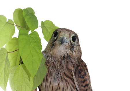 Portrait of a falcon on a white background. Isolate. The muzzle of a kestrel. A wild, predatory bird. common kestrel.の写真素材