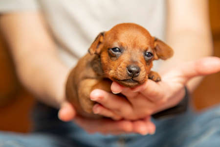A cute puppy is lying on the girls palms. A small dog is resting in the arms of a man. Close-up. Mini pinscher,の写真素材