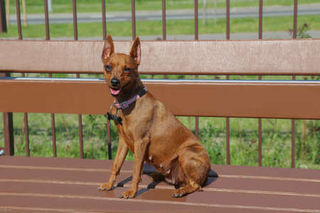 A home-trained dog obediently sits on a bench and waits for the next command of the owner. mini pinscher brown on a brown bench with a copy spaceの写真素材