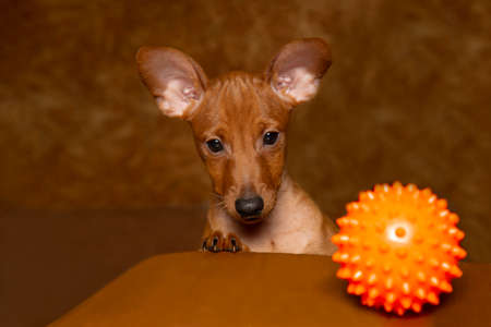A playful puppy with a ball. A miniature pinscher puppy and a dog toy.の写真素材