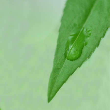 Green leaf on a green background. There is a drop of rain on the leaf.の写真素材
