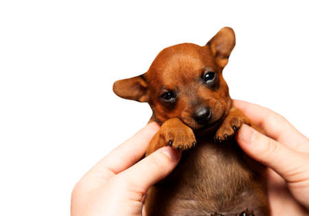 Cute puppy in a girls hand. Portrait of a small dog on a whiBaby dogte background. Isolate.の写真素材