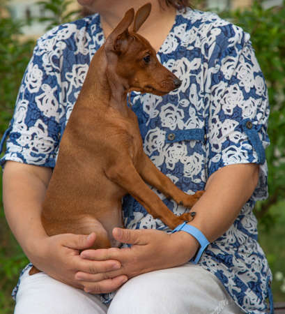 A woman holds a small puppy dog in her arms. Curious puppy miniature pinscher looks carefully to the side.の写真素材