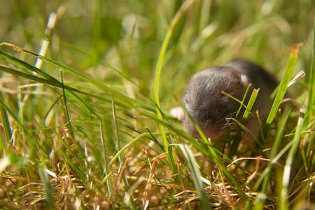 A newborn hamster crawls on the grass. Hamsters on the lawn. Rodents are pets.
