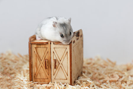 A white hamster is sitting on the roof of a wooden house. A little hamster on the house. Mouse, rodent. Close-up.の写真素材