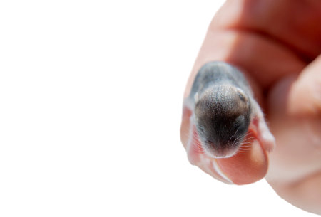 A newborn hamster on a human finger. Isolate. A small, blind rodent on the owners hand on a white background. Baby mouse . Macro photography.の写真素材