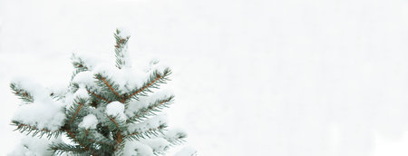 Winter background. Natural pine in the snow Kopi space. Falling snowflakes. Snow is lying on the branches of a tree. New Year, Christmas, background.の写真素材