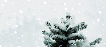 Festive, winter background. A natural Christmas tree in the snow in a snowfall. Copy space. Falling snowflakes. Snow is lying on the branches of a tree. New Year, Christmas, background.の写真素材