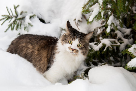 A cat in winter in the snow under a fir tree. A cat in the winter forest. The pet is a beautiful cat outside in winter.の写真素材