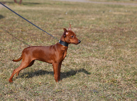 Thoroughbred dog on a leash on a walk. A pet is taken for a walk in nature. Pet training. The dog is standing sideways. Mini pinscher. Zwergpinsの写真素材