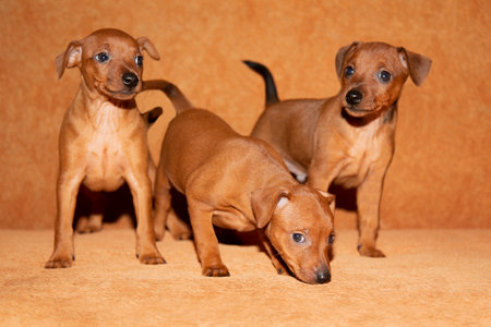 Three brown puppies stand on a brown background. Red, smooth-haired puppies. Mini pinscher. Little dogs. The cubs of the dog. Pets.の写真素材