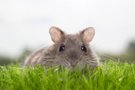 A charming mouse is sitting in the green grass. A gray rodent on the lawn. The muzzle of a Dzungarian hamster. A small pet.の写真素材