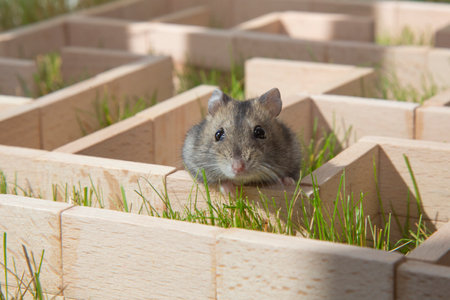 The hamsters muzzle looks out of the maze. A hamster is sitting in a maze on the green grass. Curious little mouse. Conceptual.の写真素材