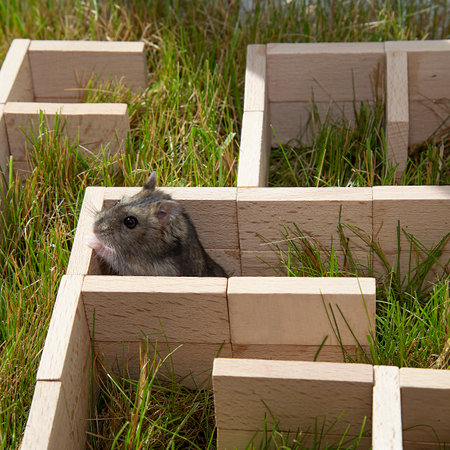 A gray little hamster is sitting in a maze. The Dzungarian hamster is looking for a way out in a maze on the green grass. The snout of a curious rodent is sideways. Conceptual: find a way out.の写真素材