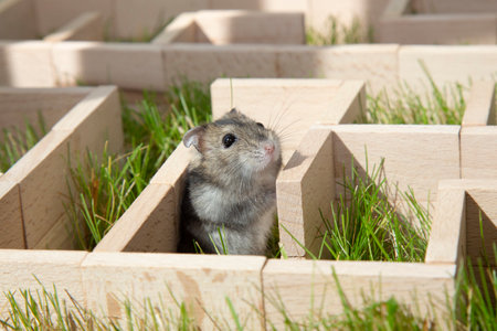 The gray mouse got lost in the maze. The Dzungarian hamster is looking for a way out in a maze on the green grass. The muzzle of a curious rodent Conceptual: to find a way out in a difficult situationの写真素材