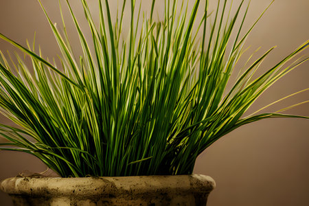 the lemongrass plant growing in a pot, container visible, indoorsの写真素材