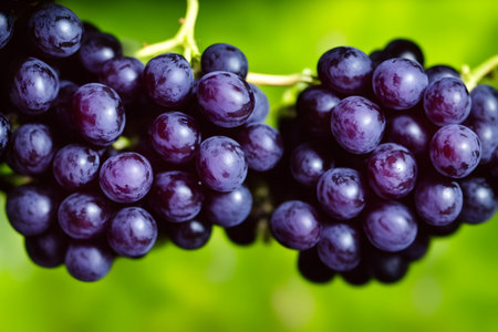 picture of black grapes, juicy and healthy fruitの写真素材