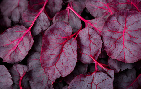 photo of beet leaves, healthy vegetable, food item, ingredientの写真素材