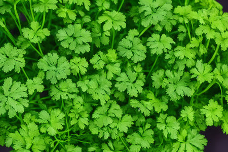 view of green parsley, common healthy vegetable, salad ingredient