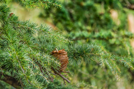 Detail of pine cone between pine branchesの写真素材