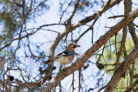 Bird in the branches of a treeの写真素材