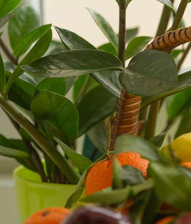 Citrus fruits and plants in a pantry