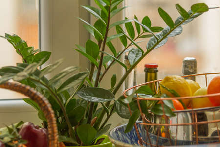 Citrus fruits and seasonal fruit in an Italian pantryの写真素材