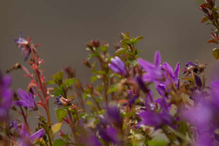 Perennial campanulaの写真素材