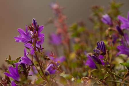 Perennial Campanulaの写真素材