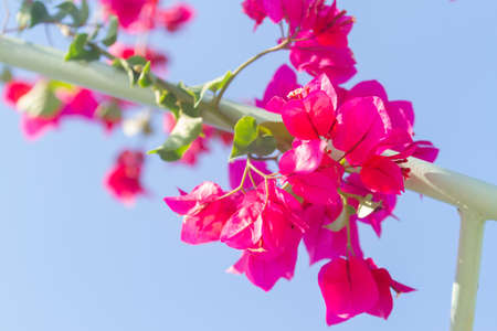 Bouganville flowers (Greece)の写真素材