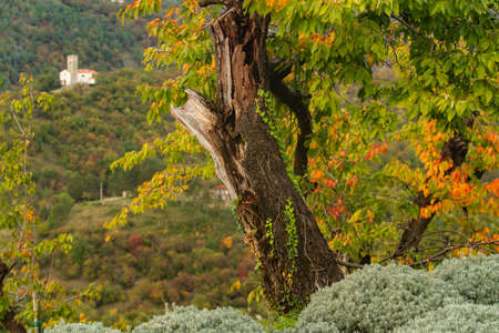 Lavender fields in autumnの写真素材